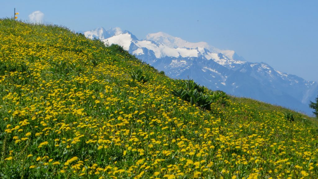 Alpäng blommande i gult med snötäckta berg i bakgrunden.
