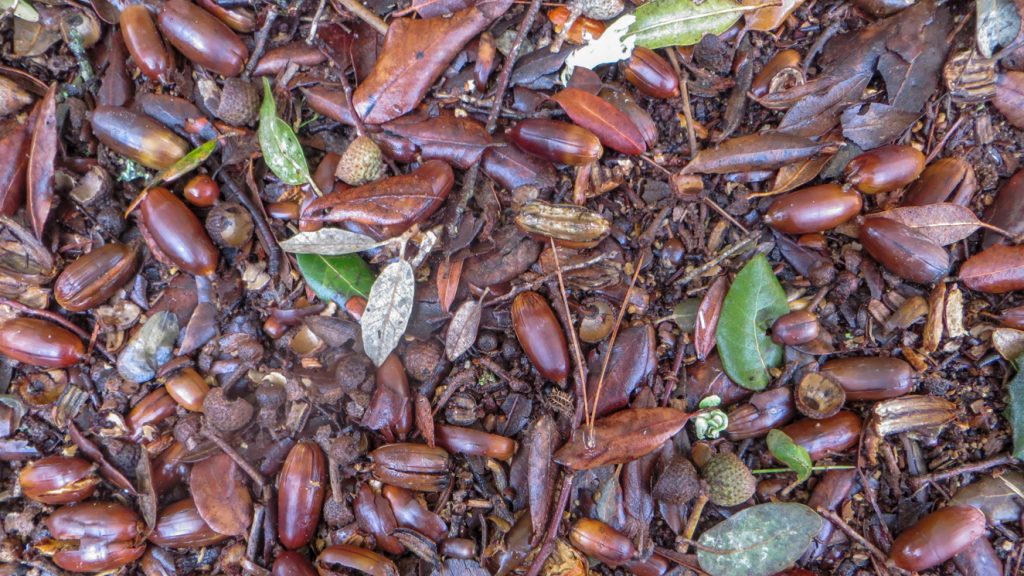 Ekollon i drivor på marken.