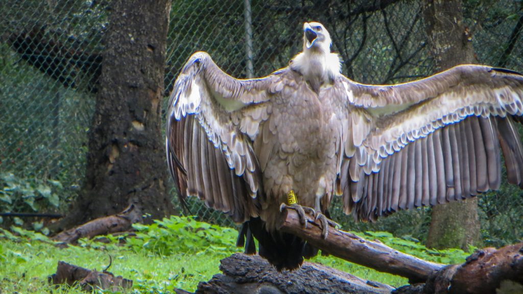 Gåsgam på marken med utbredda vingar.