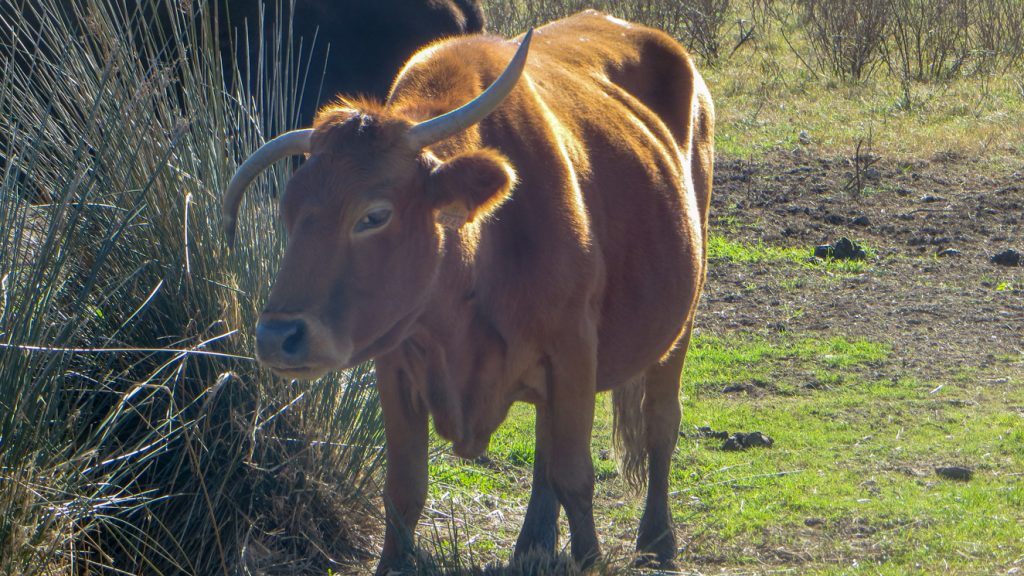 Ko med horn.