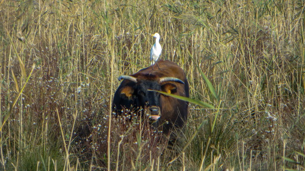 Kohäger på ryggen på ko.