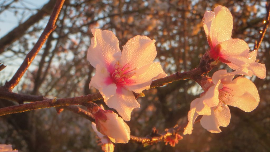 Blomma på mandelträd.