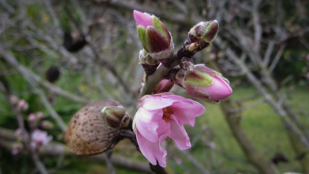 Rosa mandelblommor och en mandel.