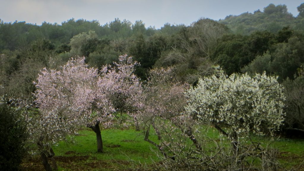 Två mandelträd i blom, ett i vitt och ett i rosa.