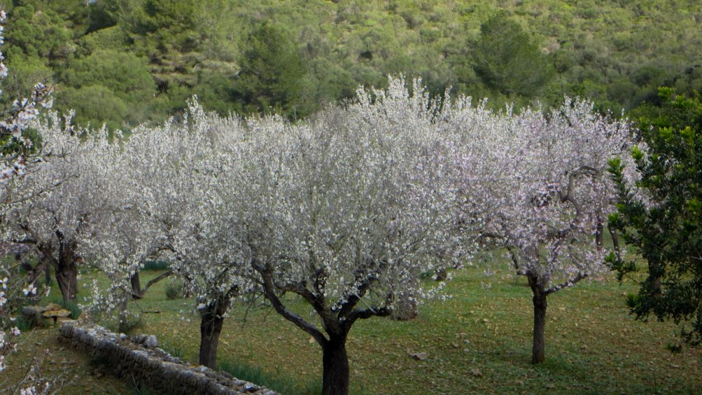 Blommande mandelträd.