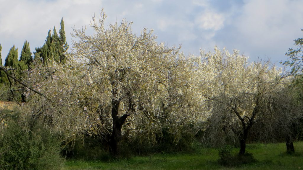Blommande mandeltärd.