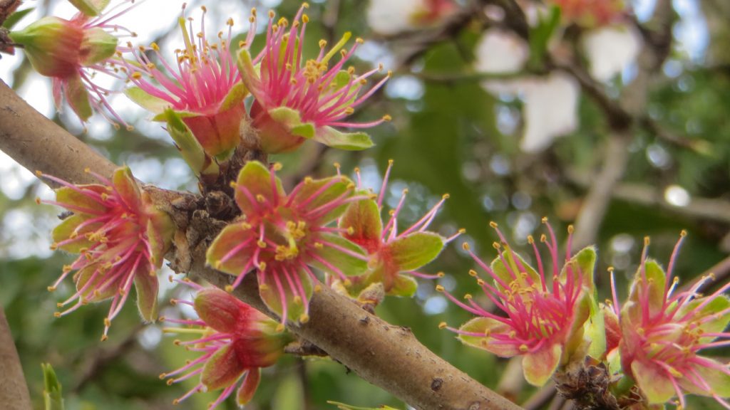 Mandelblomma utan kronblad.
