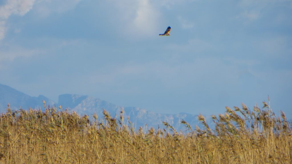 Rovfågel ovanför vass.