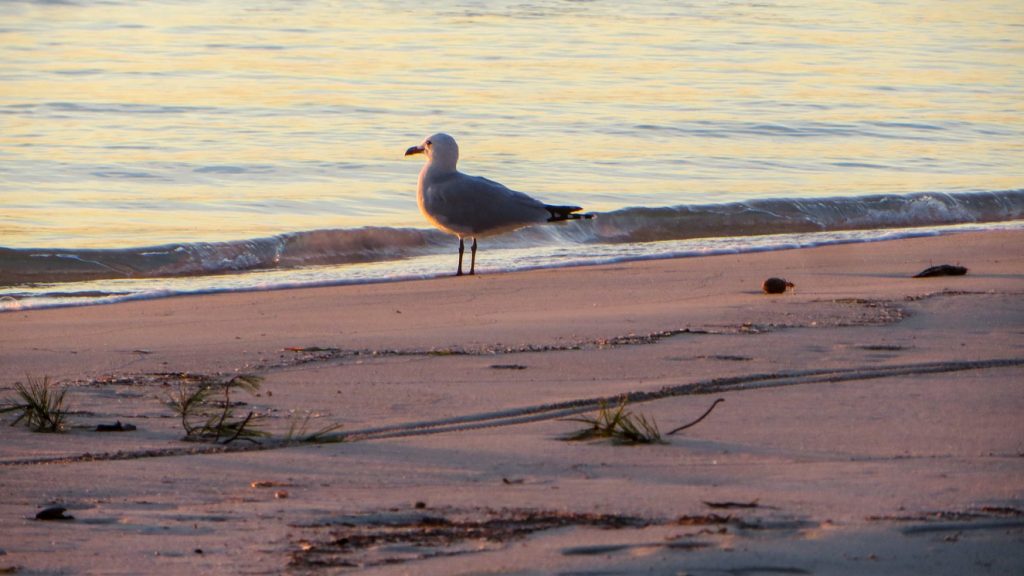 Rödnäbbat trut står på stranden vid vattenbrynet.