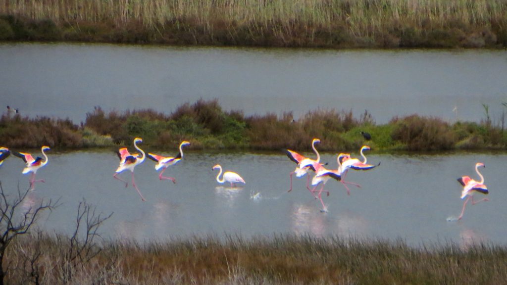 Roa flamingos landar i vatten utanför Alcudia.