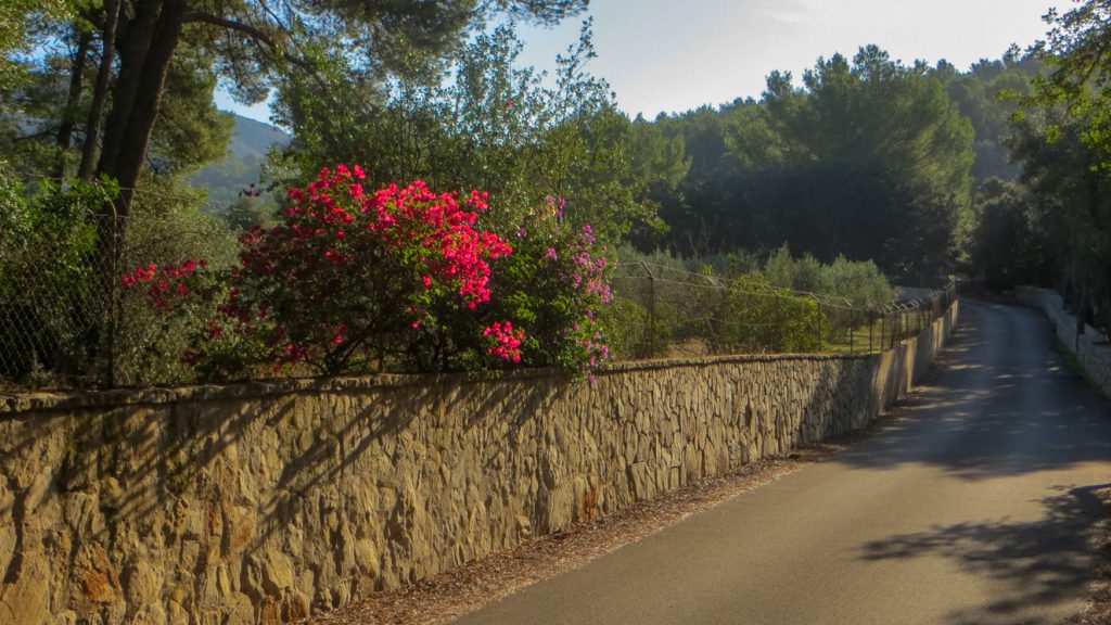 Röda blommor längs stenmur utanför Alcudia.