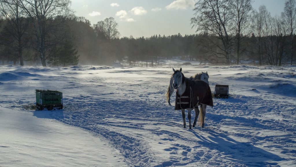 Hästar i snö.