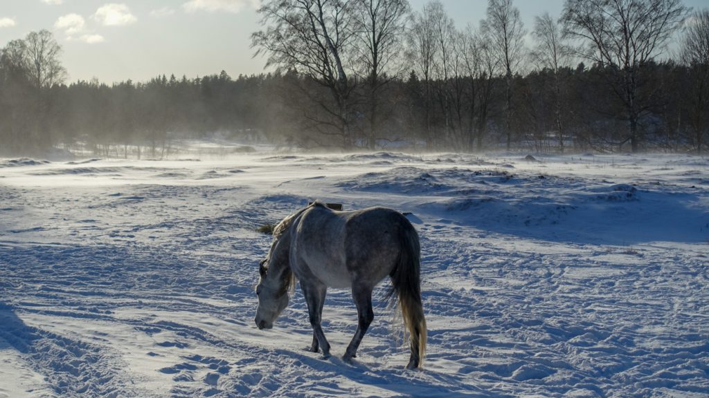 Häst i hage i snö.