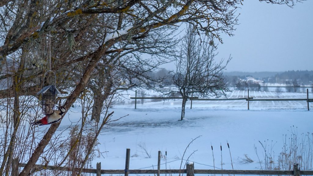 Haclspett äter talgboll.