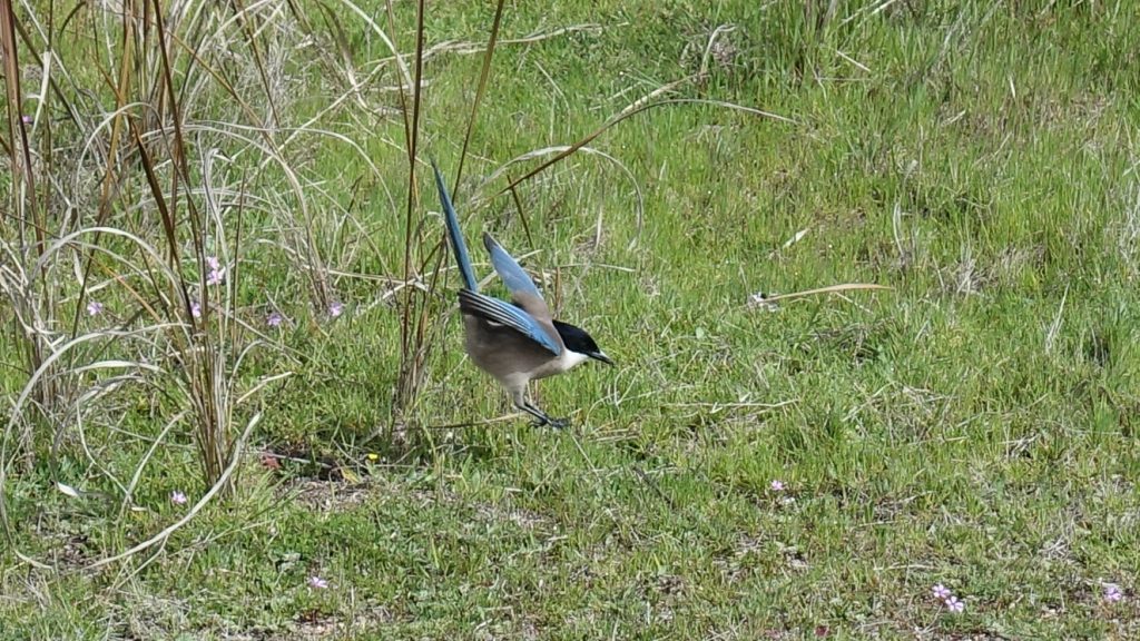 Blåskata hoppar på marken i El Acebuche