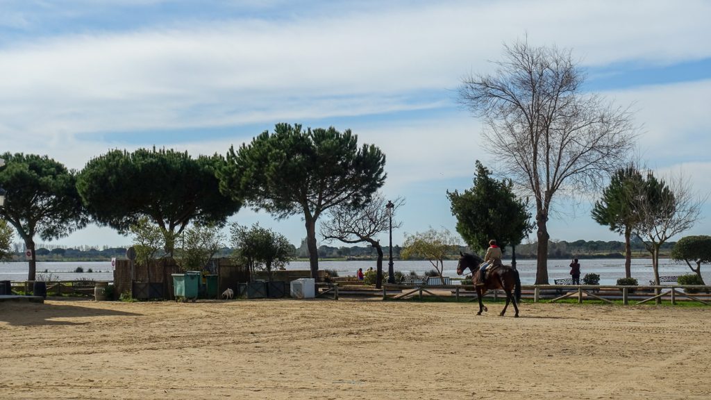 Häst på sandgata i El Rocio bredvid sjön.