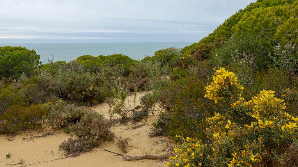 Utsikt över Atlanten från sanddynerna i El Asperillo.