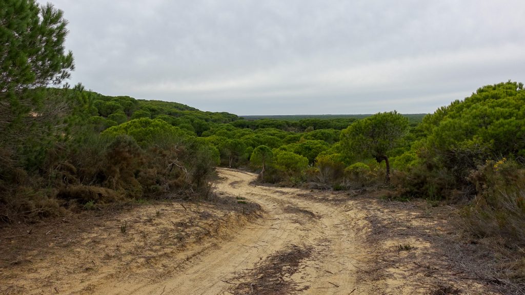 Sandväg genom skog av pinjeträd
