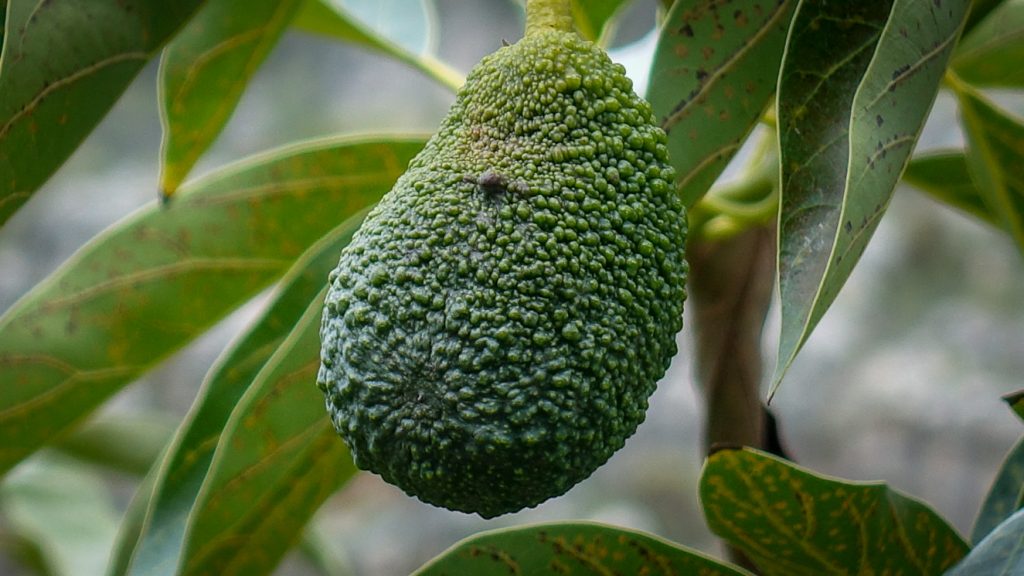 Avokado