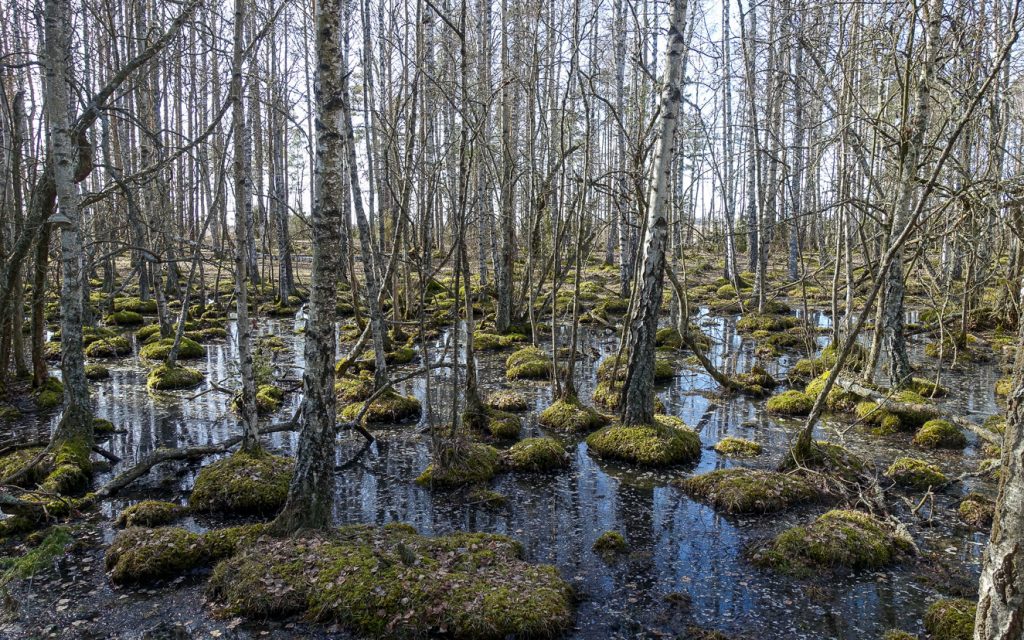 Björkar i vatten vid norra delen av Tåkern