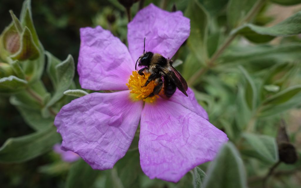 Blommande cistus albidus med insekt