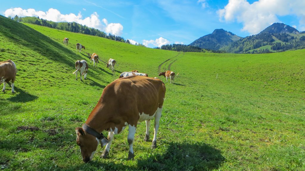Kossor på en äng utanför Gruyère