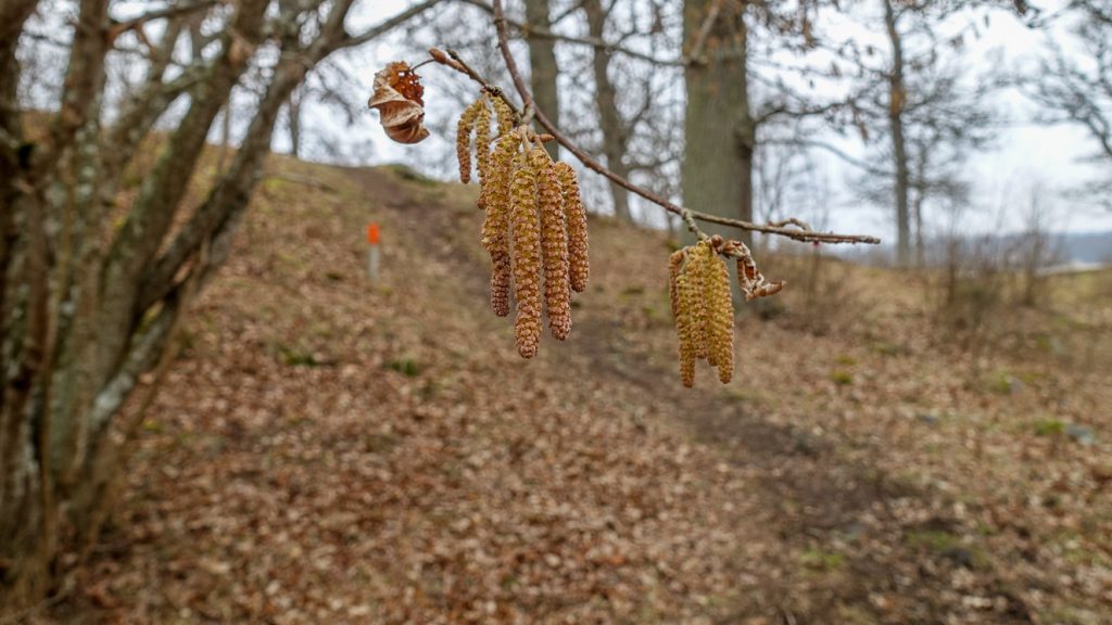 Blommande hassel vid vandring runt Flämsjön.