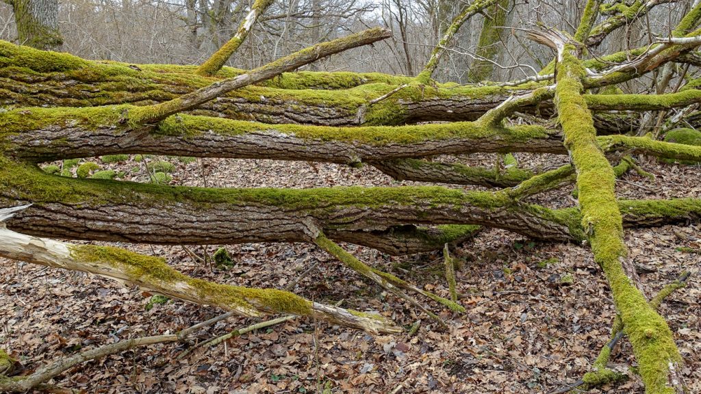 Mossgröna fallna träd vid Flämsjön