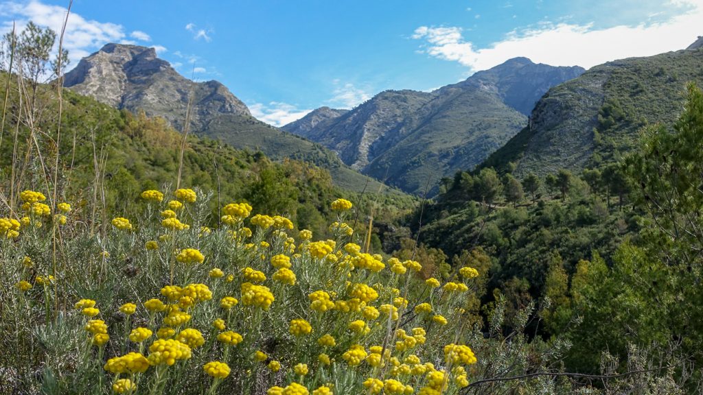 Gula blommor i förgrunden och berg i bakgrunden.