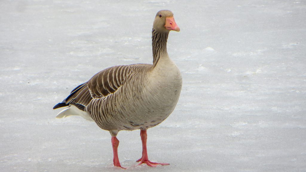 Stirrande sädgås på is.
