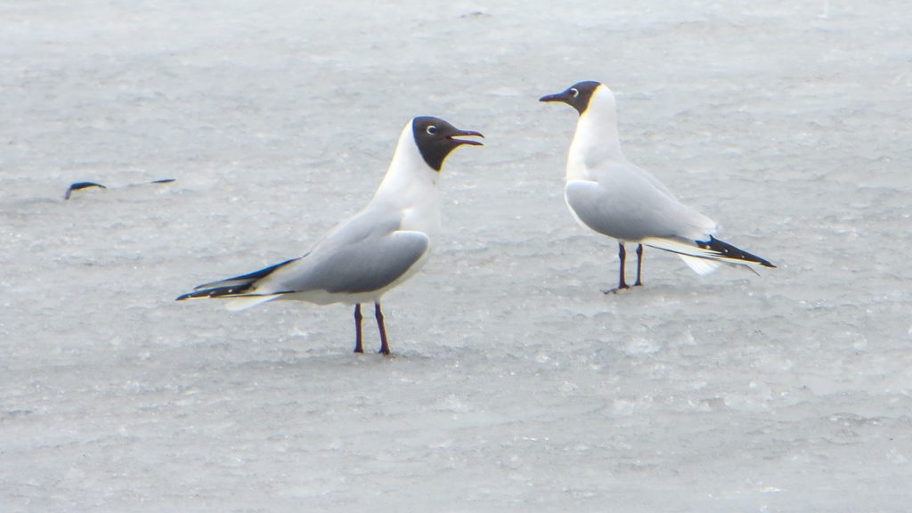 Skrattmåsar på is.