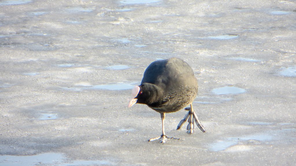 Sothöna på hal is.