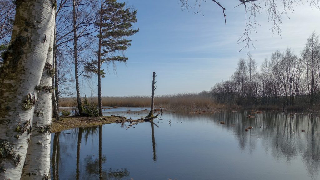 Natur på norra sidan av Tåkern