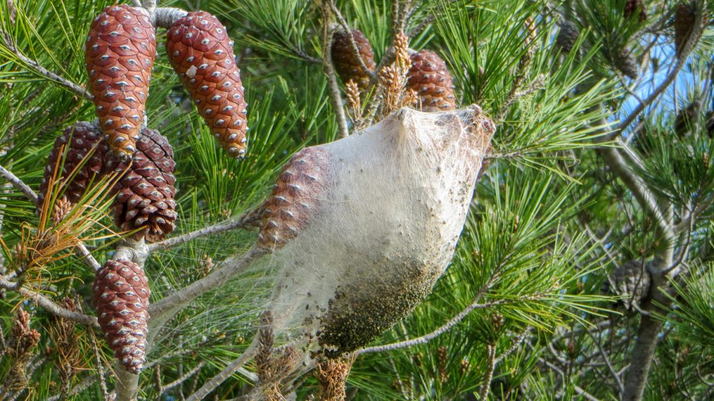 Bo av tallprocessionsspinnare i tall.