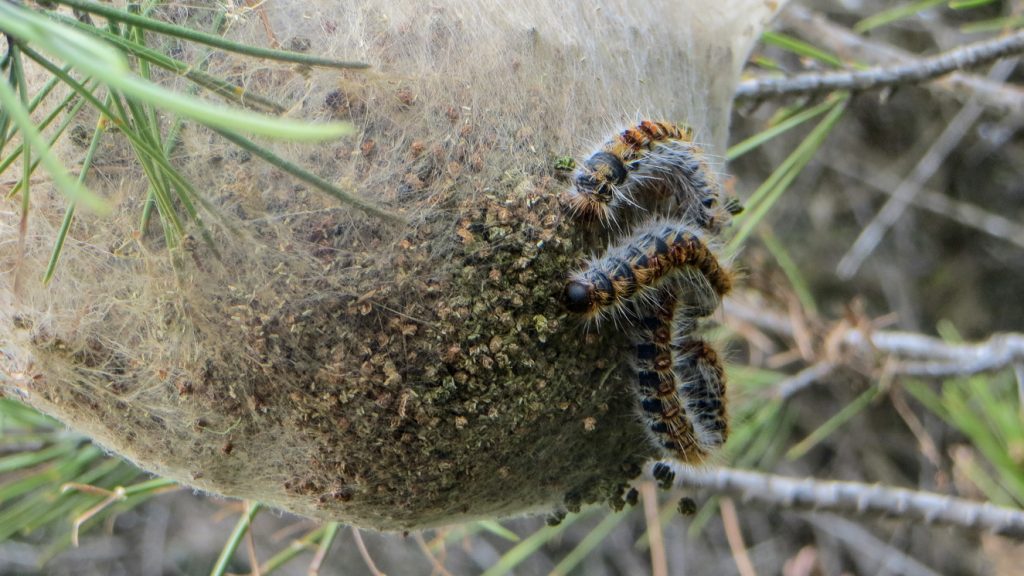 Tallprocessionsspinnarlarver utanpå ett bo.
