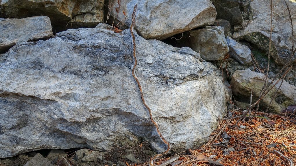 Tallprocessionspinnarlarver på rad.