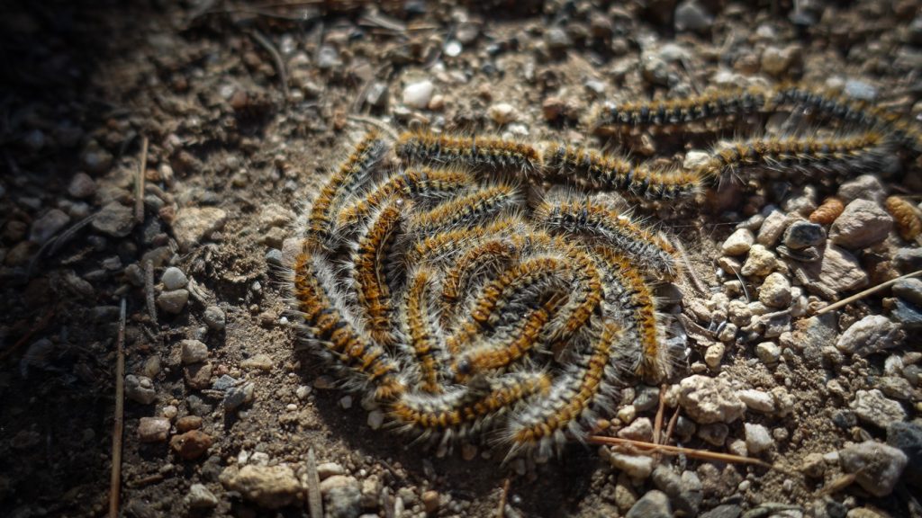 Flera tallprocessionsspinnarlarver