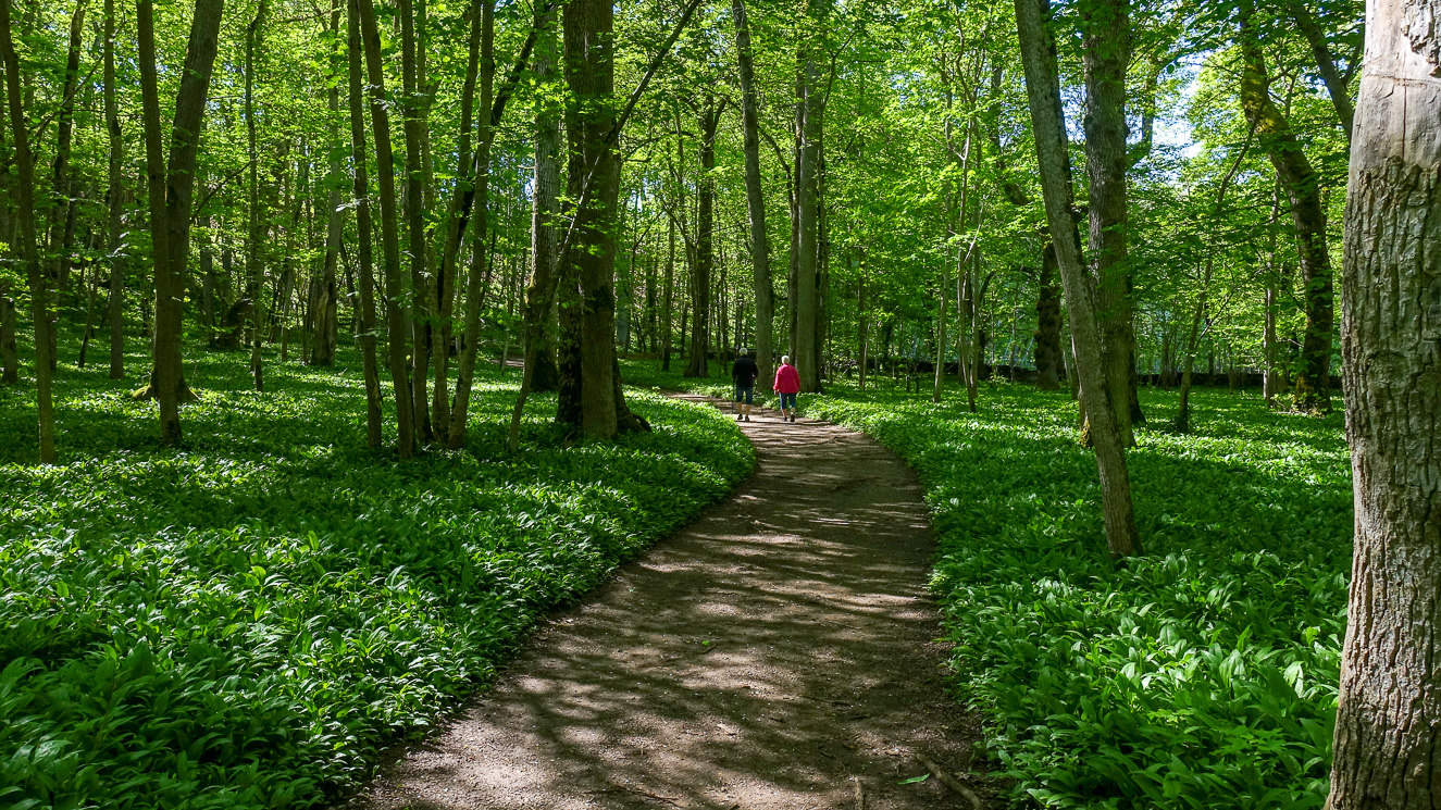 Lövskogen i Munkängernas naturreservat