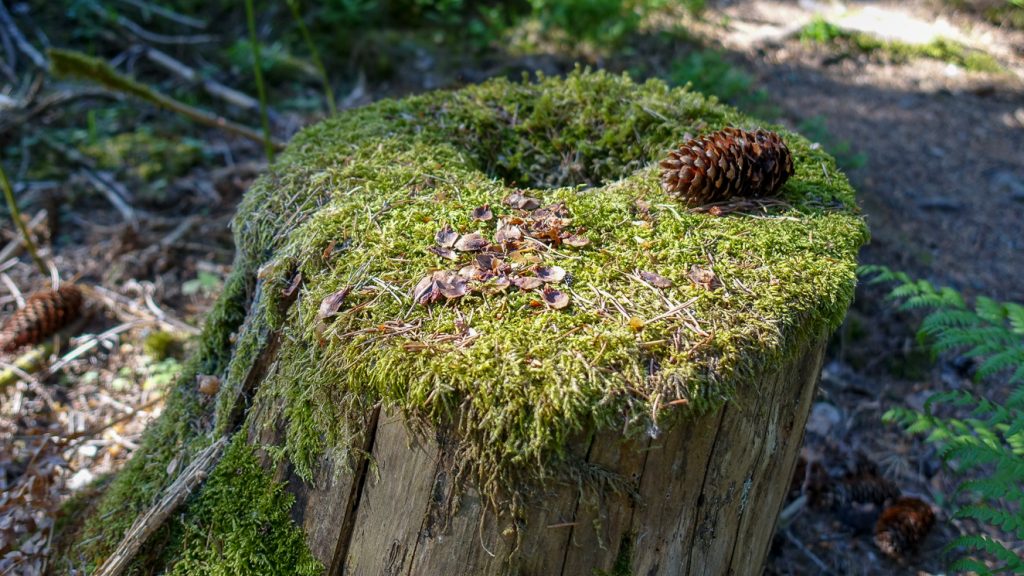 Stubbe med grankotte och mossa på