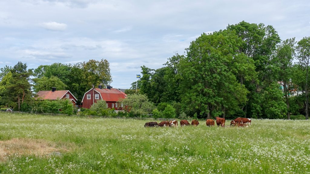 Röda stugor, kor, blommor och blå himmel