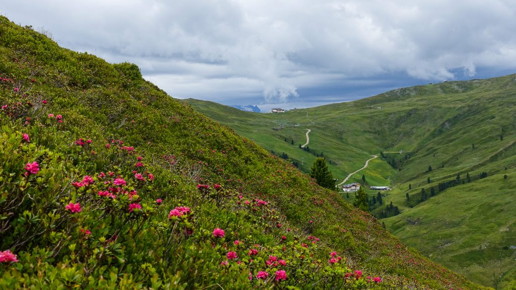 Alprosor nära Wildkogel