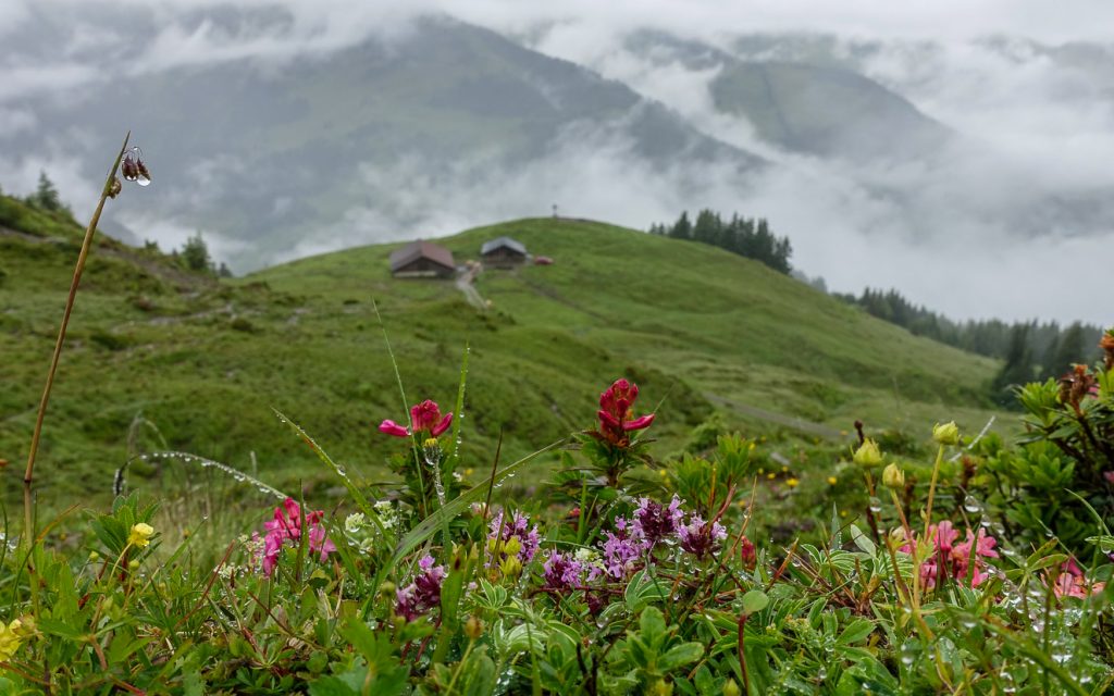 Alpblommor