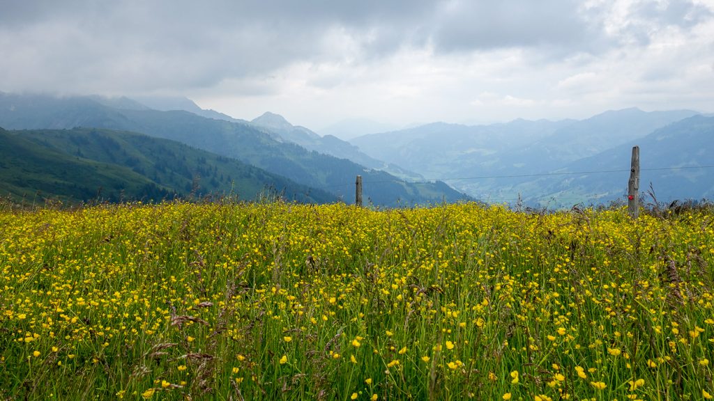 Blommande smörblommor lyser upp i dimman