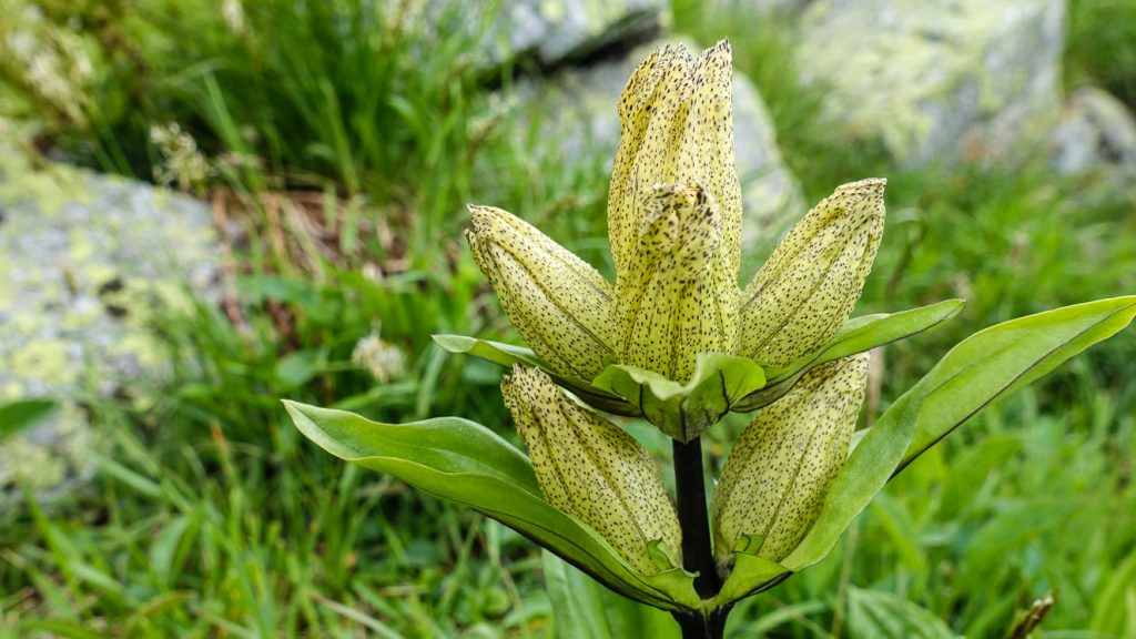 Gentiana punctata