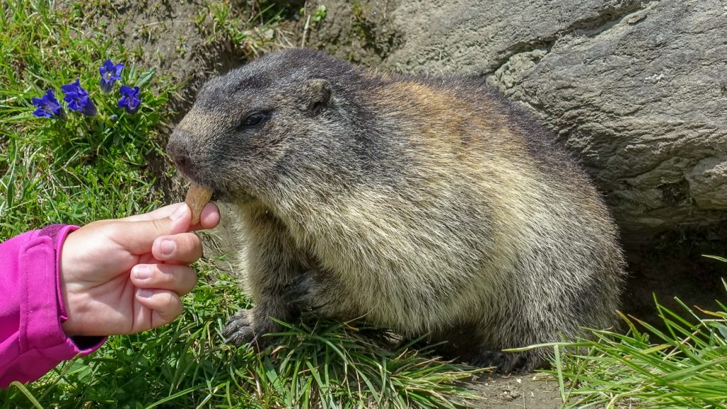 Murmeldjur som matas med jordnötter