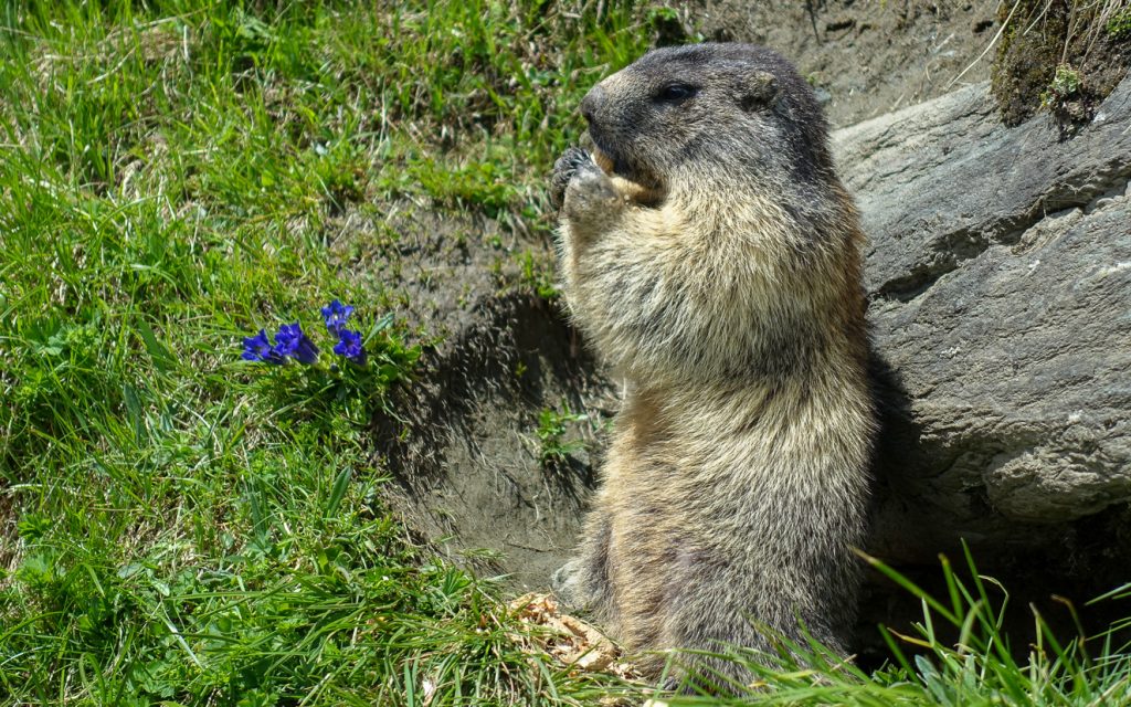 Murmeldjur äter jordnöt