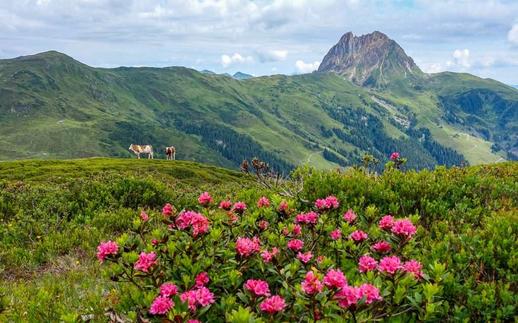 Berg, kor och alprosor