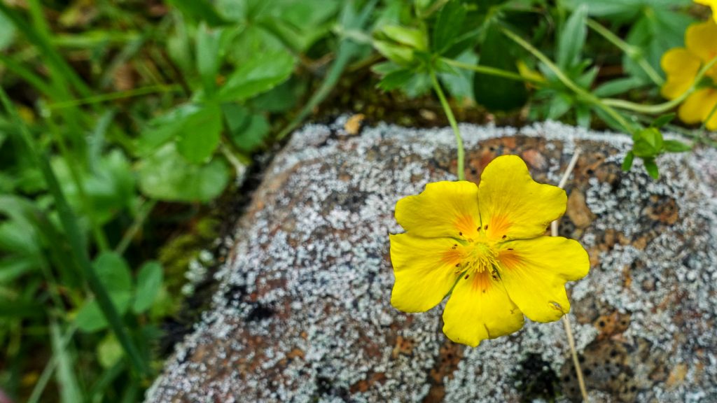 Smörblomma