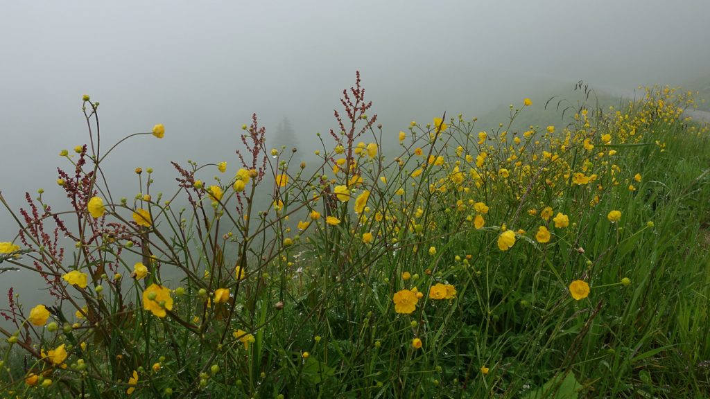 Smörblommor
