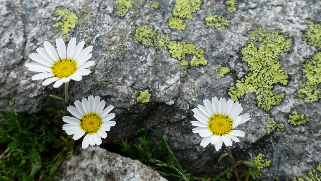 Vita små blommor vid en sten med lav.